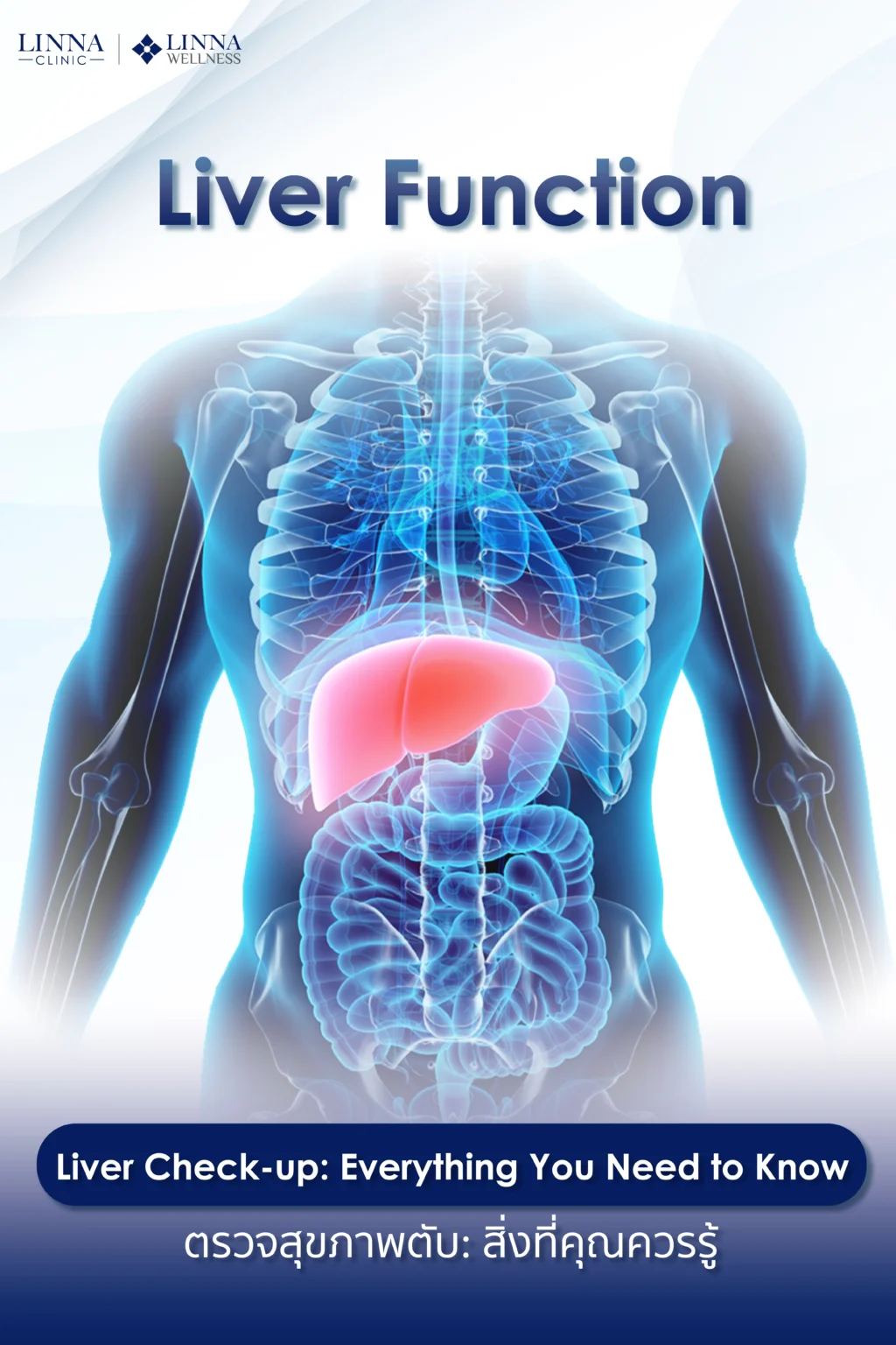 Liver function